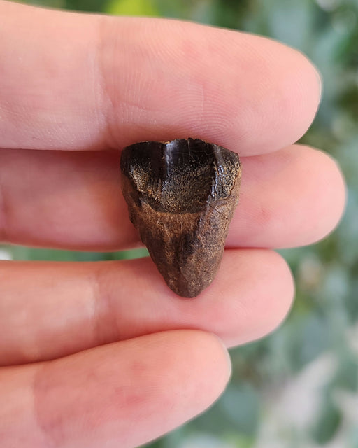 In Stone Fossils 