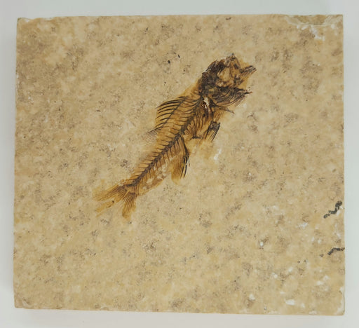 In Stone Fossils 
