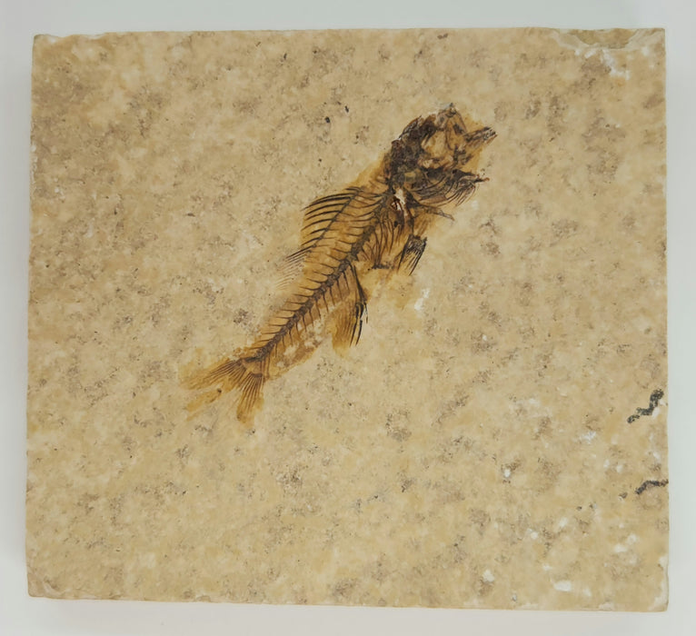 Rare Hypsiprisca Fossil Fish | Green River Formation |  Wyoming
