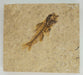 In Stone Fossils 