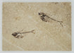 In Stone Fossils 