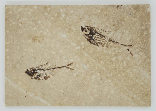 In Stone Fossils 