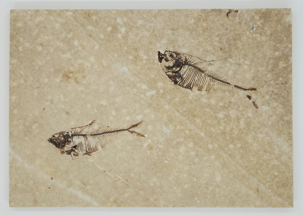 2.25" & 2.5" Diplomystus dentatus | Green River Formation | Wyoming