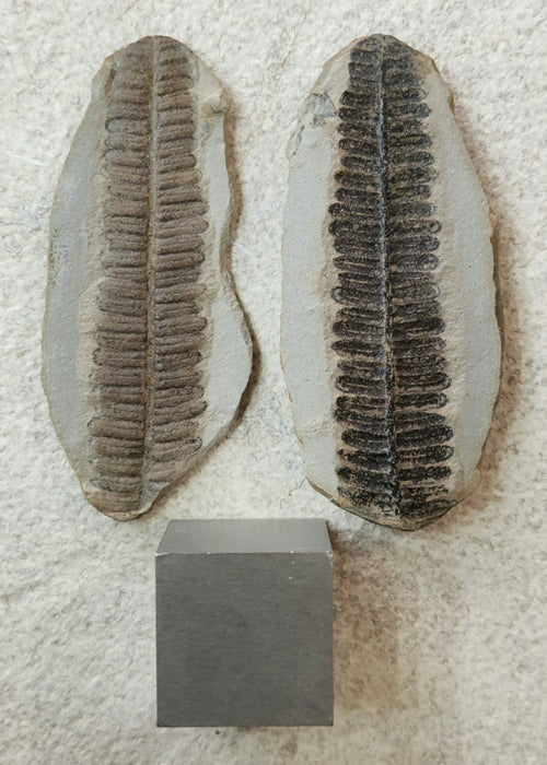 Fossil Fern | Crenulopteris acadica | Illinois
