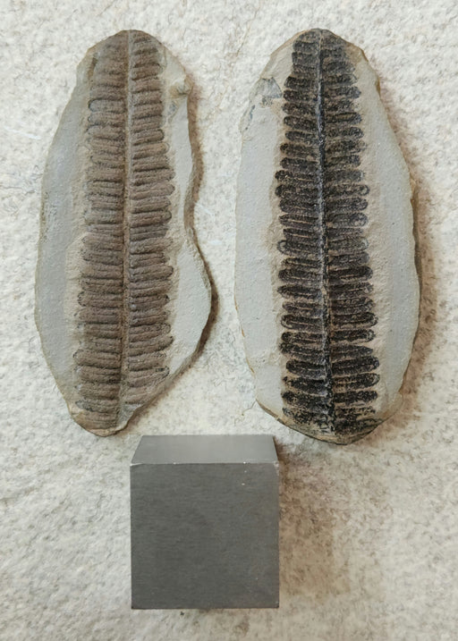 In Stone Fossils 