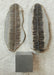 In Stone Fossils 