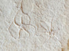 In Stone Fossils 