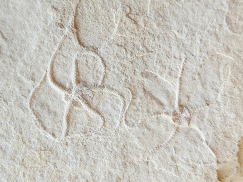 Double Fossil Brittle Star | Germany