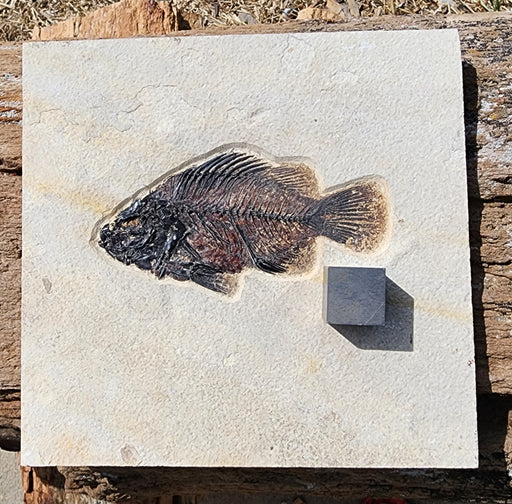 In Stone Fossils 