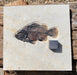 In Stone Fossils 