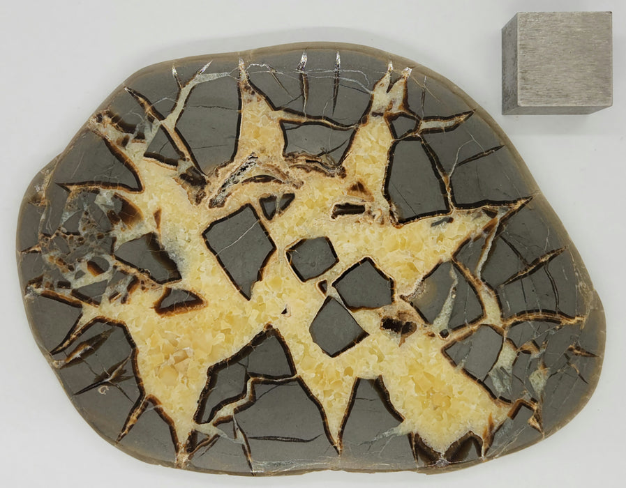 Septarian Nodule Slice