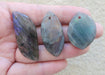 In Stone Fossils 
