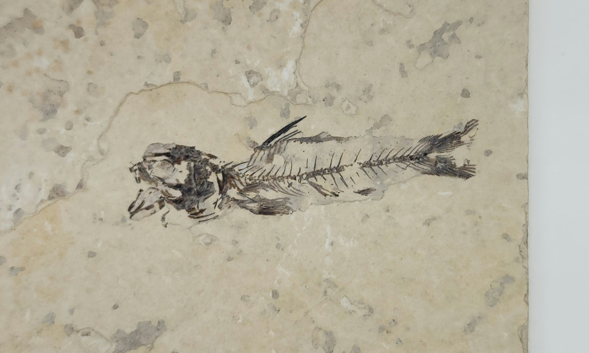 1.5" Amphiplaga brachyptera | Green River Formation | Wyoming