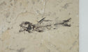 In Stone Fossils 