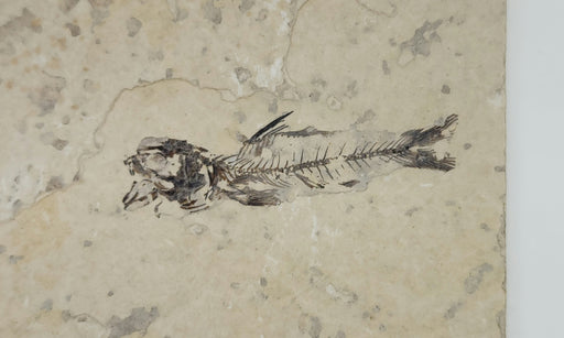 In Stone Fossils 