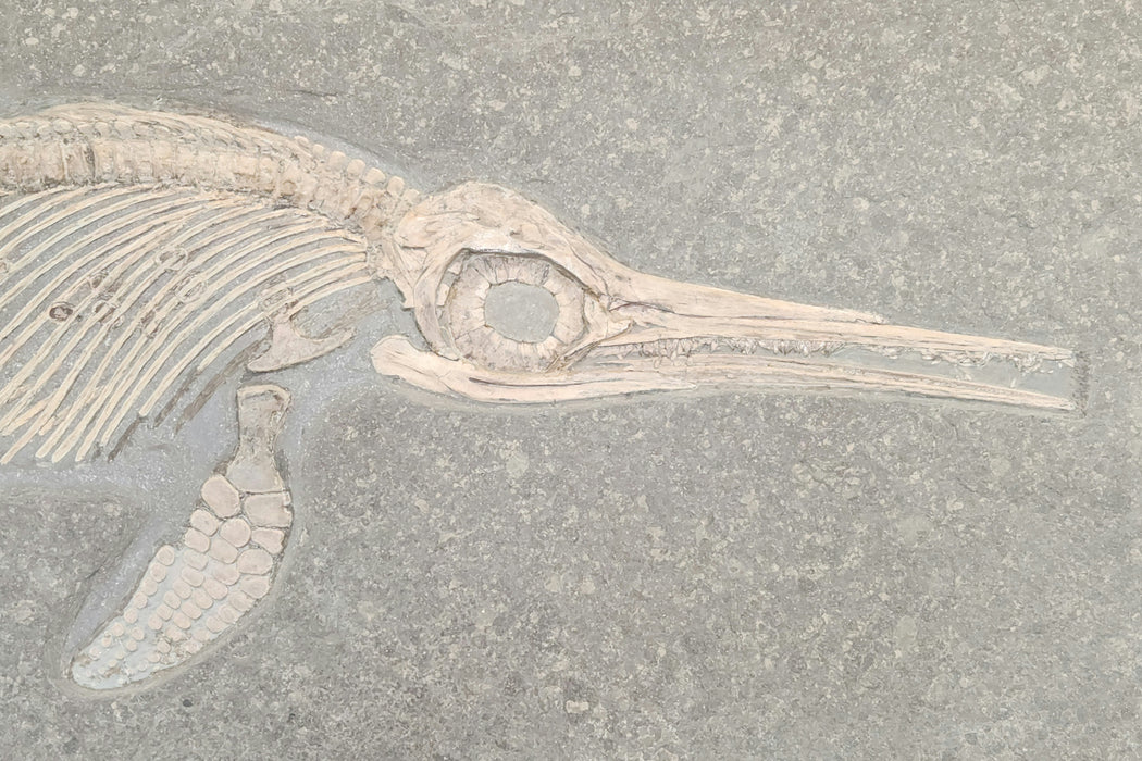 Ichthyosaur Fossil | Stenopterygius quadriscissus | Germany