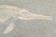 In Stone Fossils 