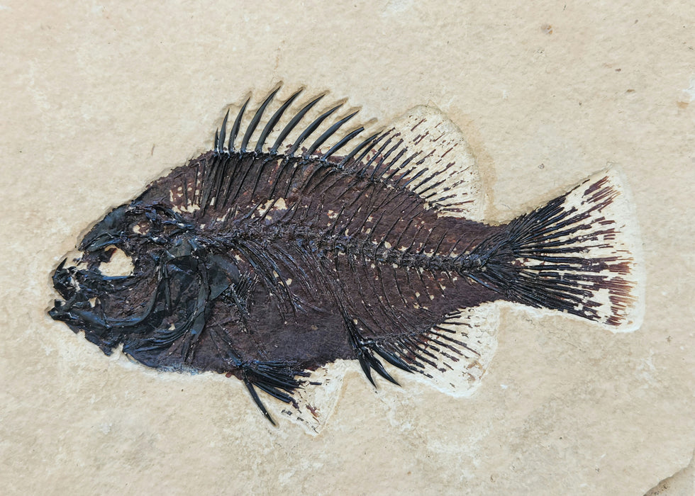 5" Cockerellites liops (formerly Priscacara liops) | 100% Natural | Green River Formation | Wyoming