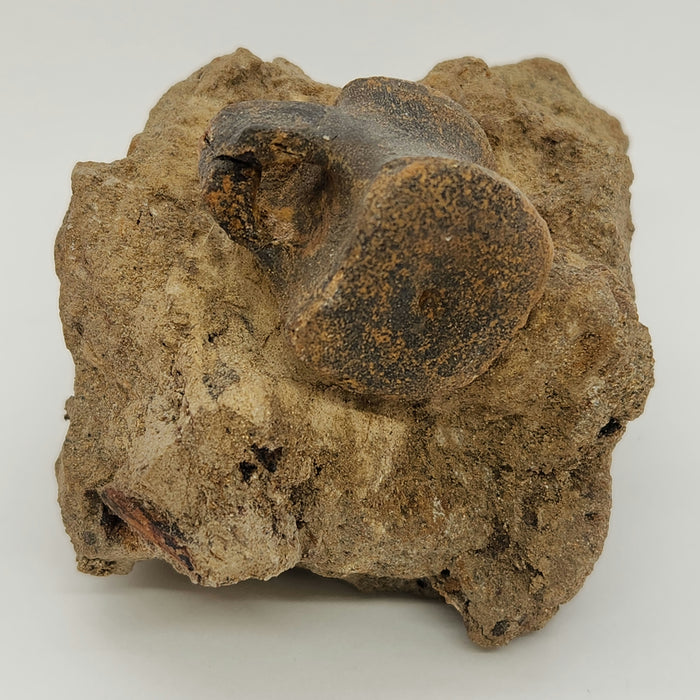 Hadrosaur Caudal (Tail) Vertebra on Matrix | Montana
