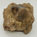 In Stone Fossils 