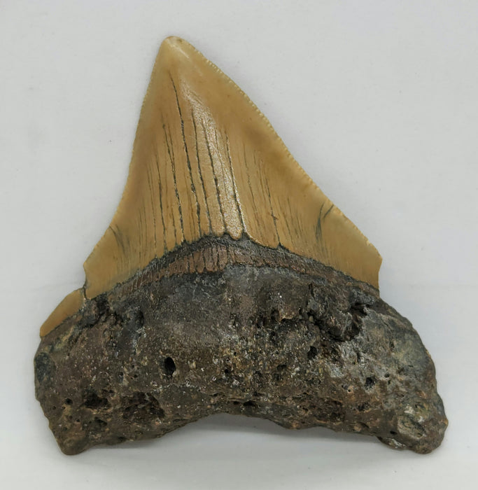 3" Megalodon Tooth | Hawthorn Formation