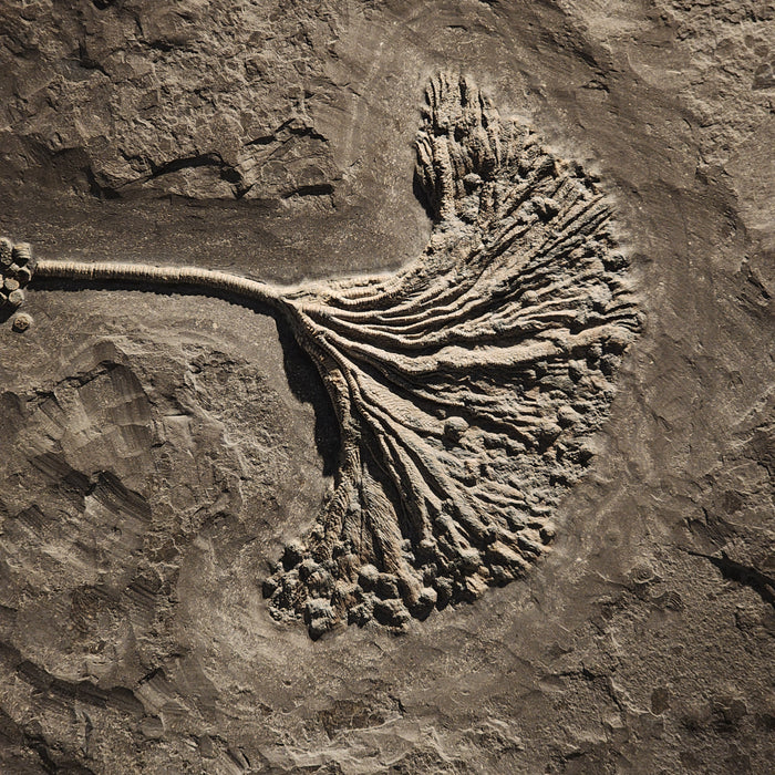 Sealily Crinoid | Lias Epsilon | Holzmaden, Germany