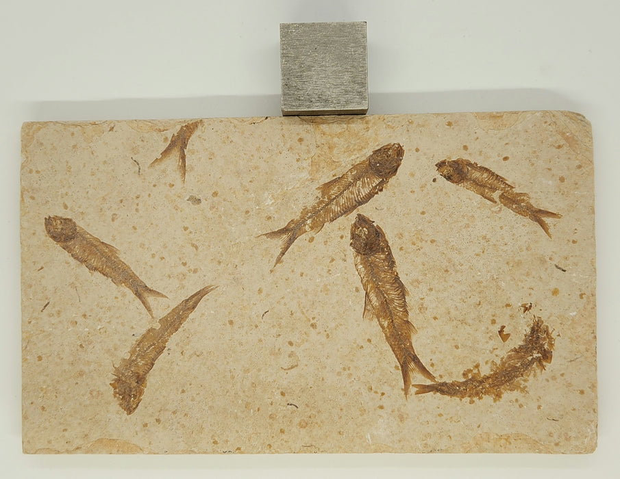 Knightia eocaena "Mini Fish" Mortality Plate | Green River Formation | Natural Specimen