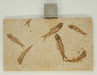In Stone Fossils 