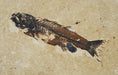 In Stone Fossils 