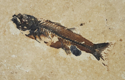 In Stone Fossils 