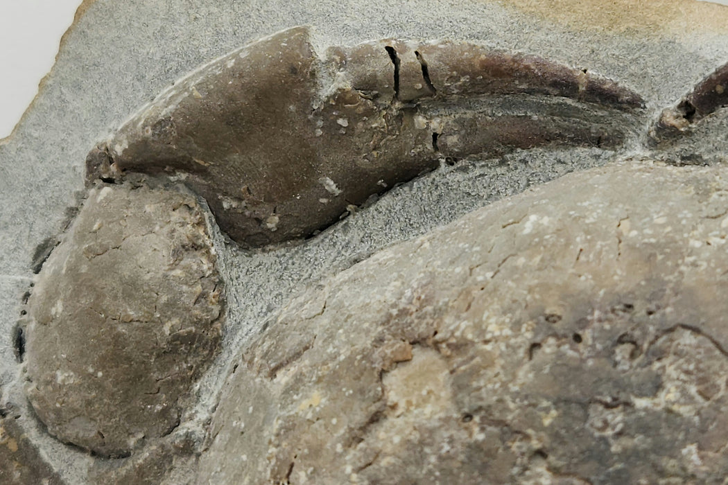 Fossil Crab | Tumidocarcinus giganteus | New Zealand