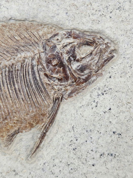 Phareodus testis | Green River Formation | Wyoming