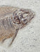 In Stone Fossils 