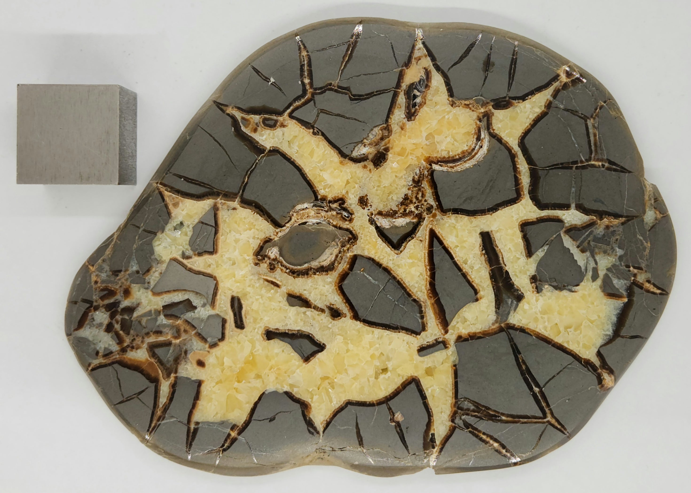 Septarian Nodule Slice 8872362082526 — In Stone Fossils