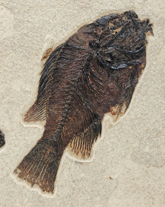 Double Cockerellites liops (formerly Priscacara liops) | 100% Natural | Green River Formation | Wyoming