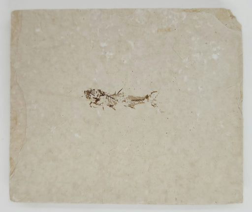 In Stone Fossils 