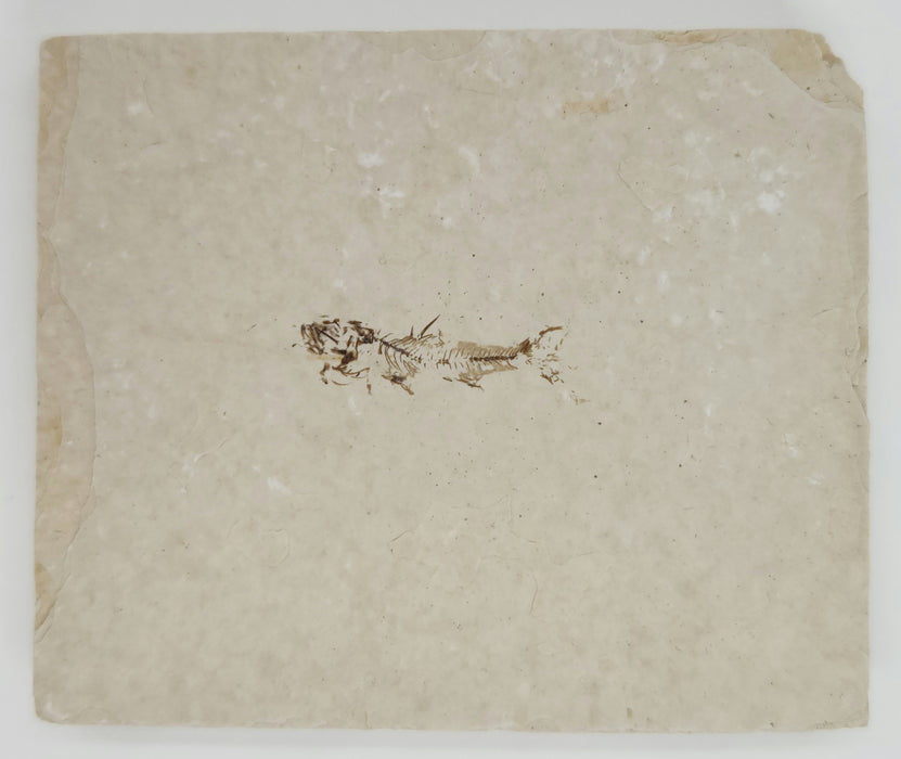 0.75" Amphiplaga brachyptera | Green River Formation | Wyoming