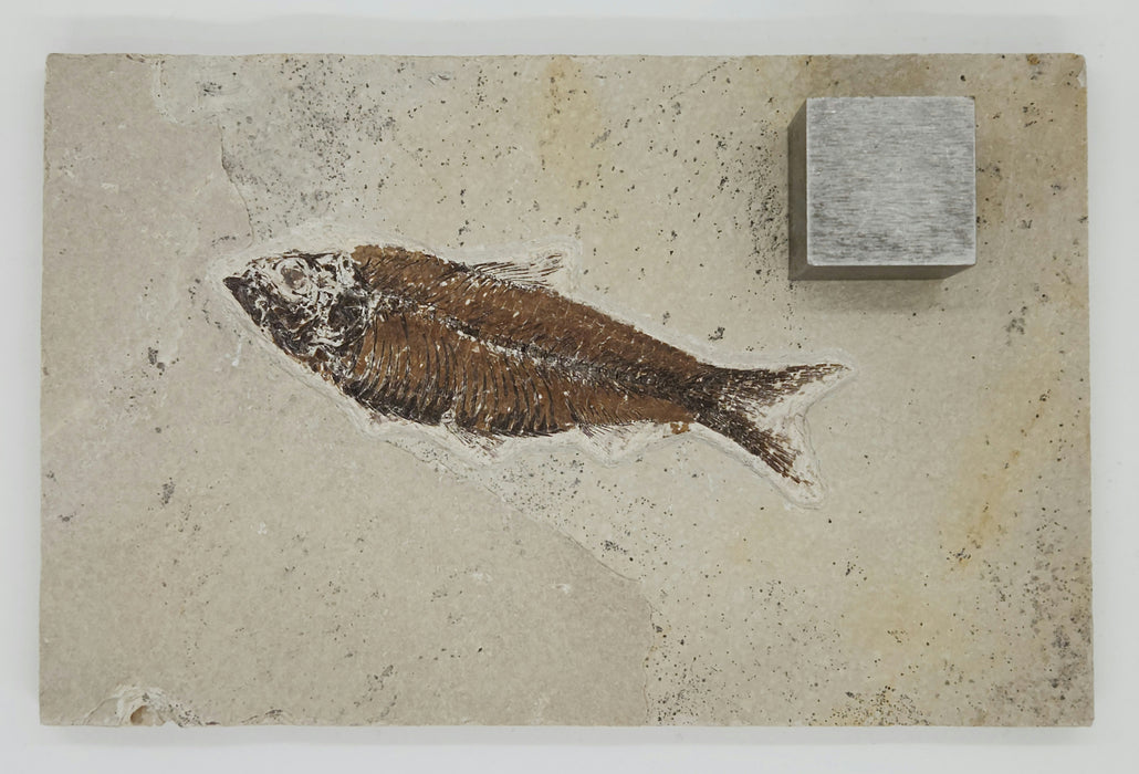 4.25" Knightia eocaena | 100% Natural | Green River Formation | Wyoming