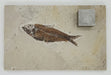 In Stone Fossils 