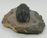 In Stone Fossils 