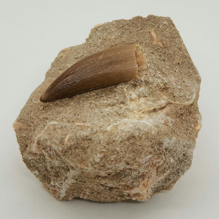 Plesiosaur Tooth in Matrix
