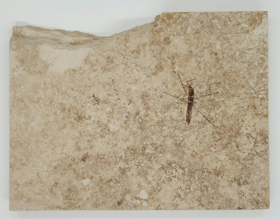 Fossil Water Strider | Family Gerridae | 100% Natural | Green River Formation