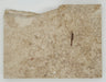 In Stone Fossils 