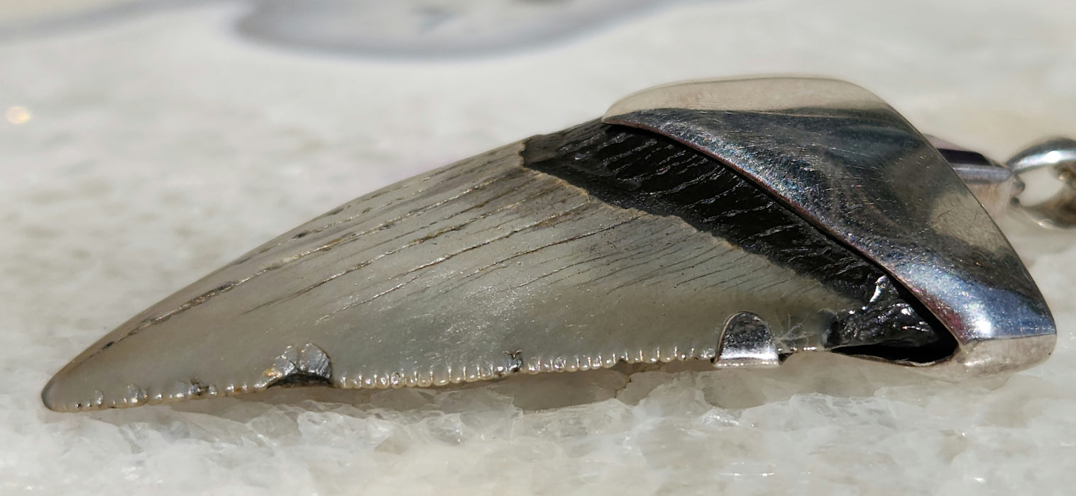 Megalodon Tooth Pendant with Amethyst Jewel