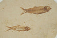 In Stone Fossils 