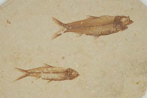 In Stone Fossils 