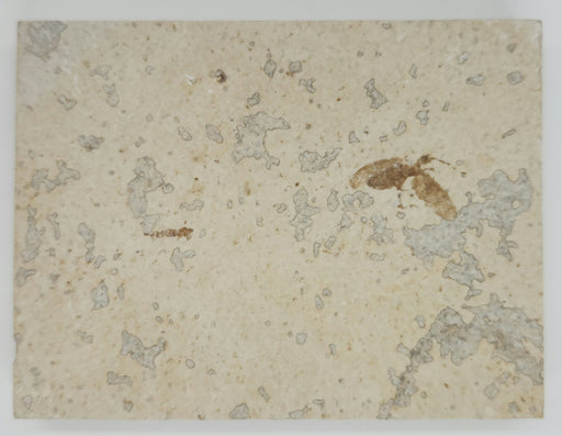 In Stone Fossils 