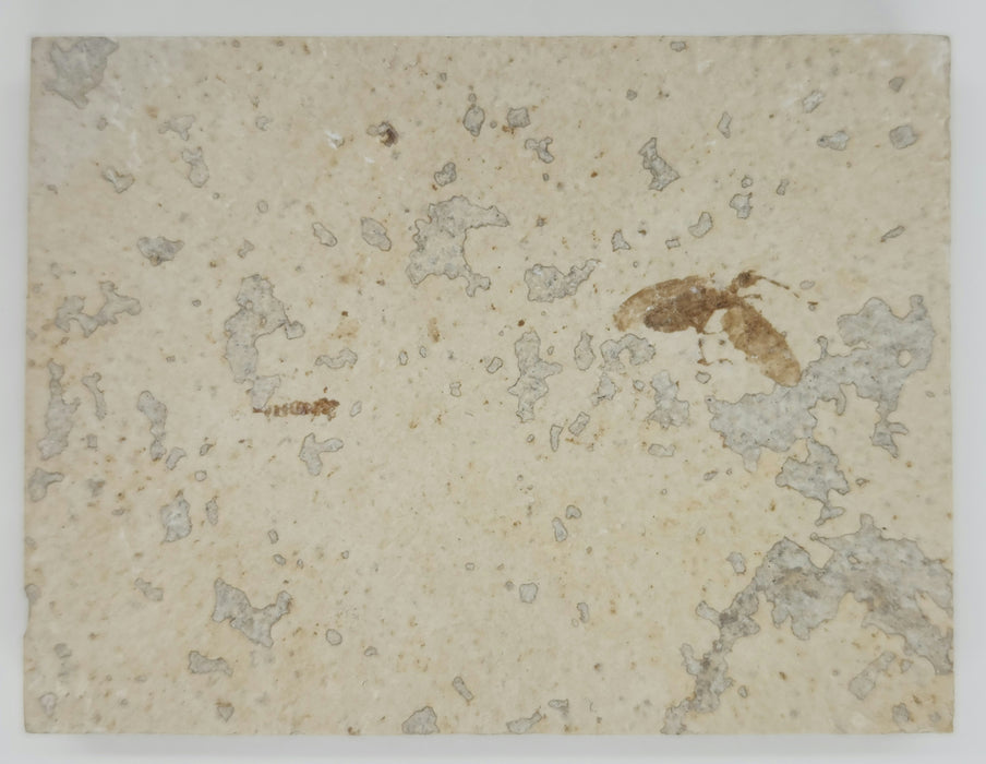 Plecia pealei (Love Bug or March Fly) | Eocene | Green River Formation