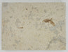In Stone Fossils 