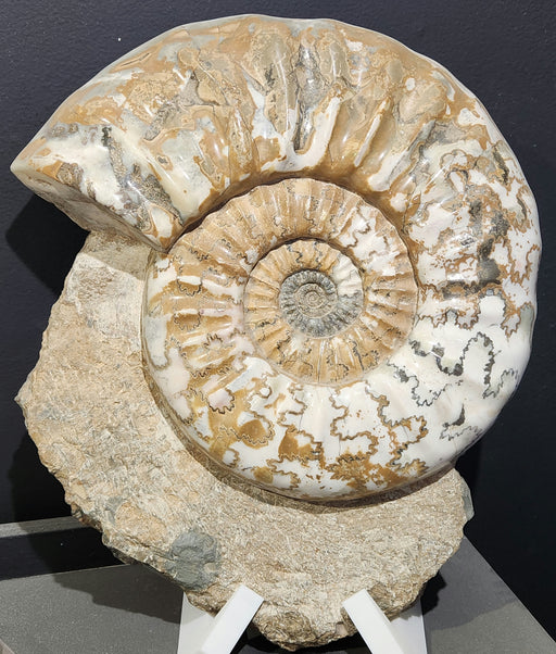 In Stone Fossils 